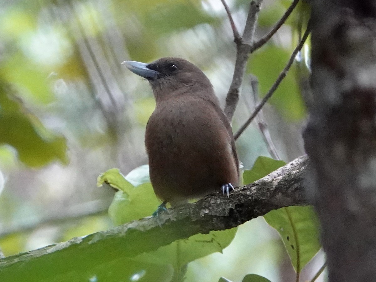 Southern Shrikebill - ML643138397