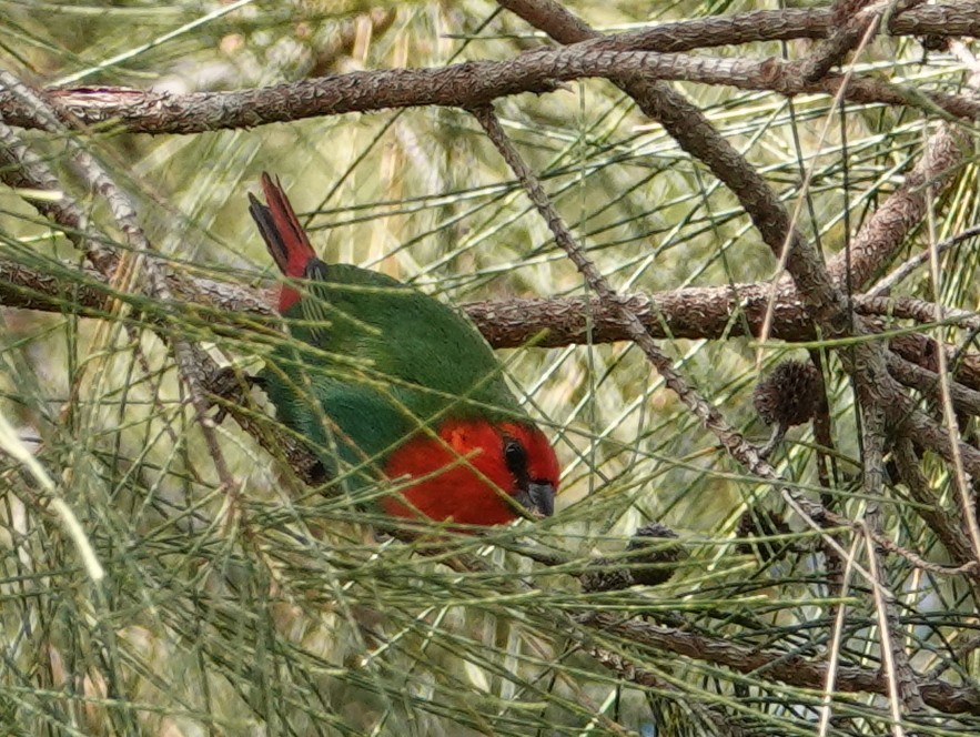 Red-throated Parrotfinch - ML643138401