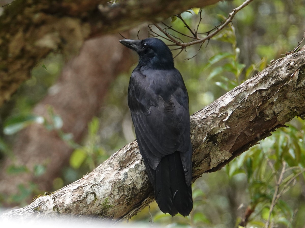 New Caledonian Crow - ML643138420