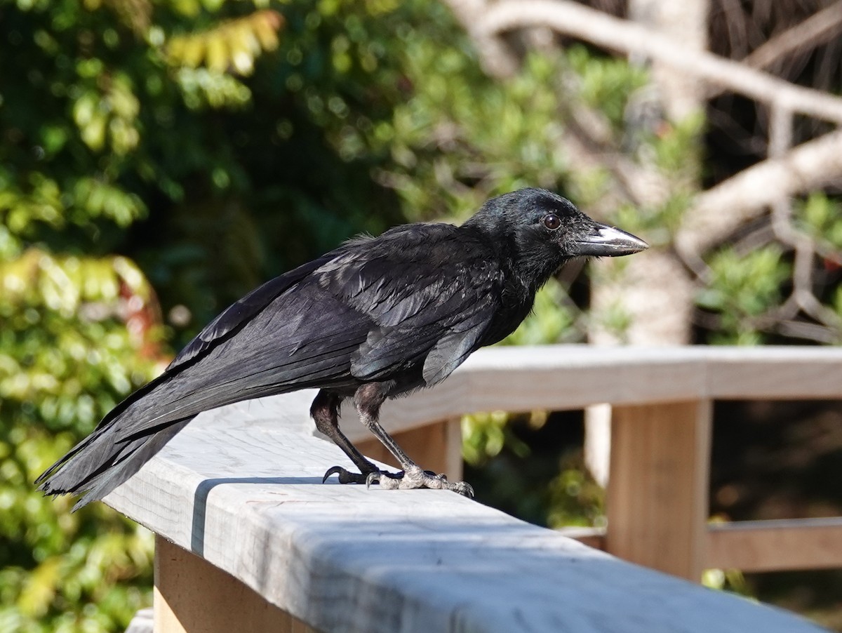 New Caledonian Crow - ML643138421