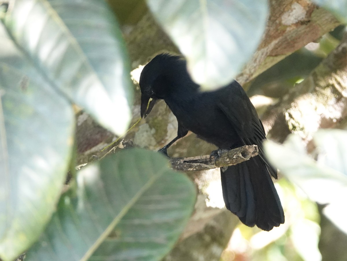 New Caledonian Crow - ML643138422