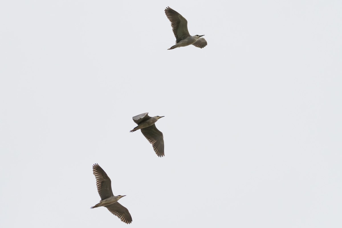 Black-crowned Night Heron - ML643138430