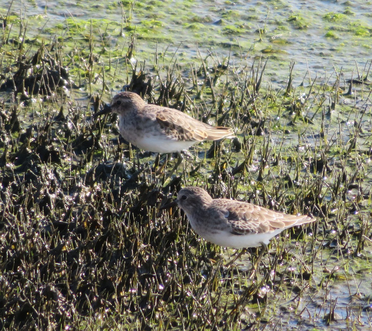 Least Sandpiper - ML643138431