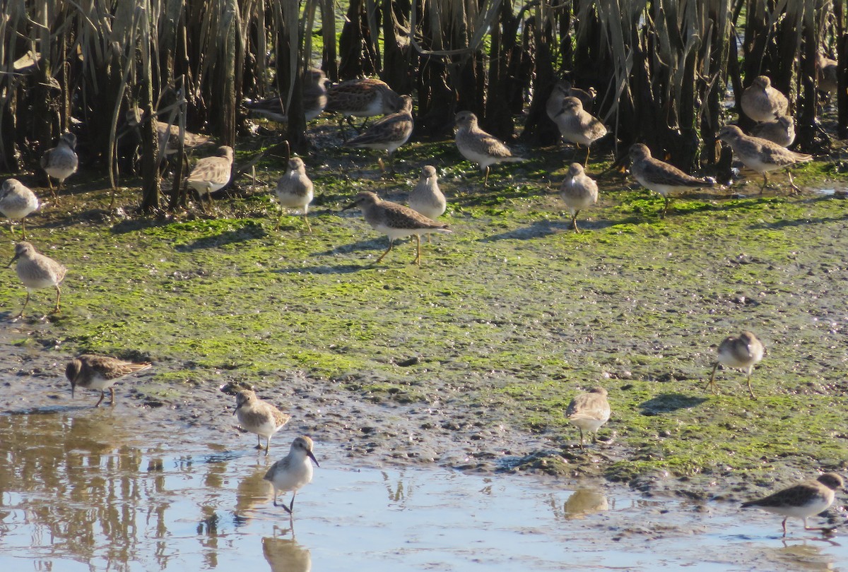 Least Sandpiper - ML643138432