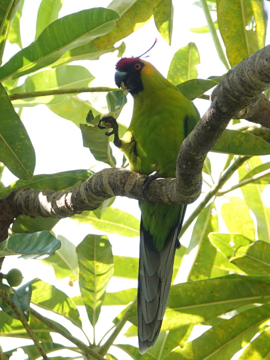 Horned Parakeet - ML643138434