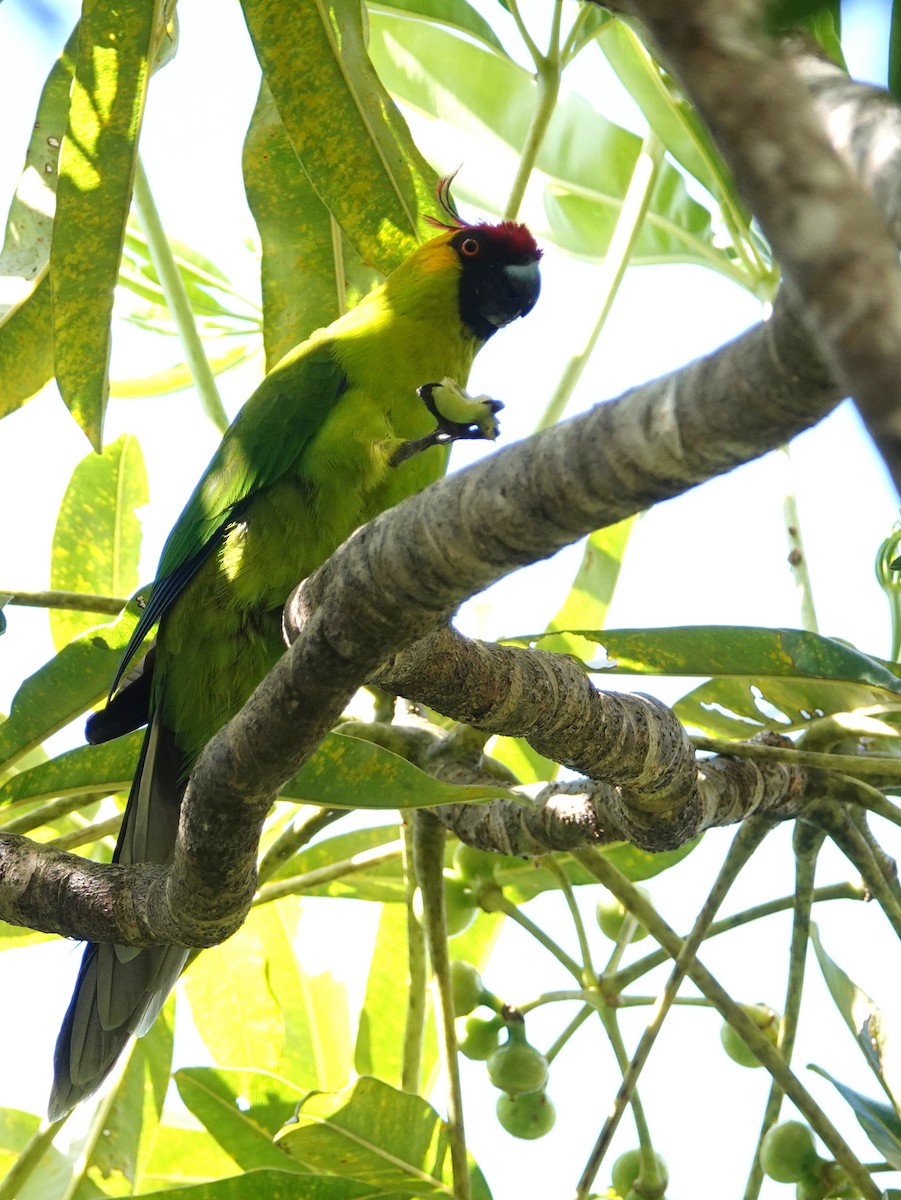 Horned Parakeet - ML643138435