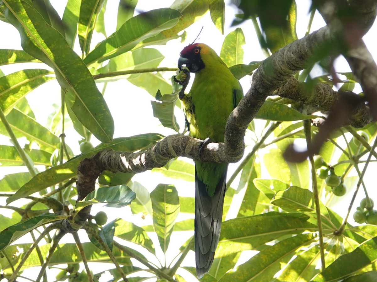 Horned Parakeet - ML643138436