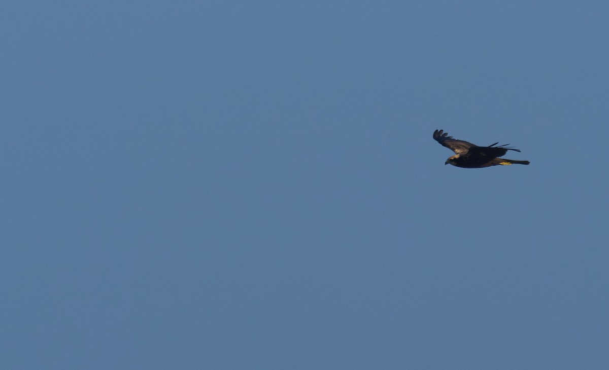 Намгийн хулд - ML643138437