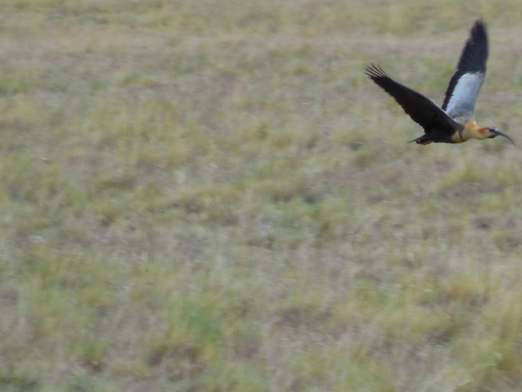 Black-faced Ibis - ML643138449