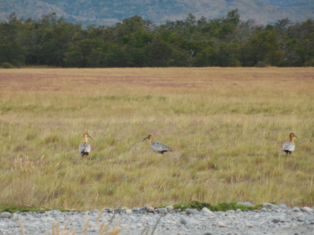 Black-faced Ibis - ML643138472