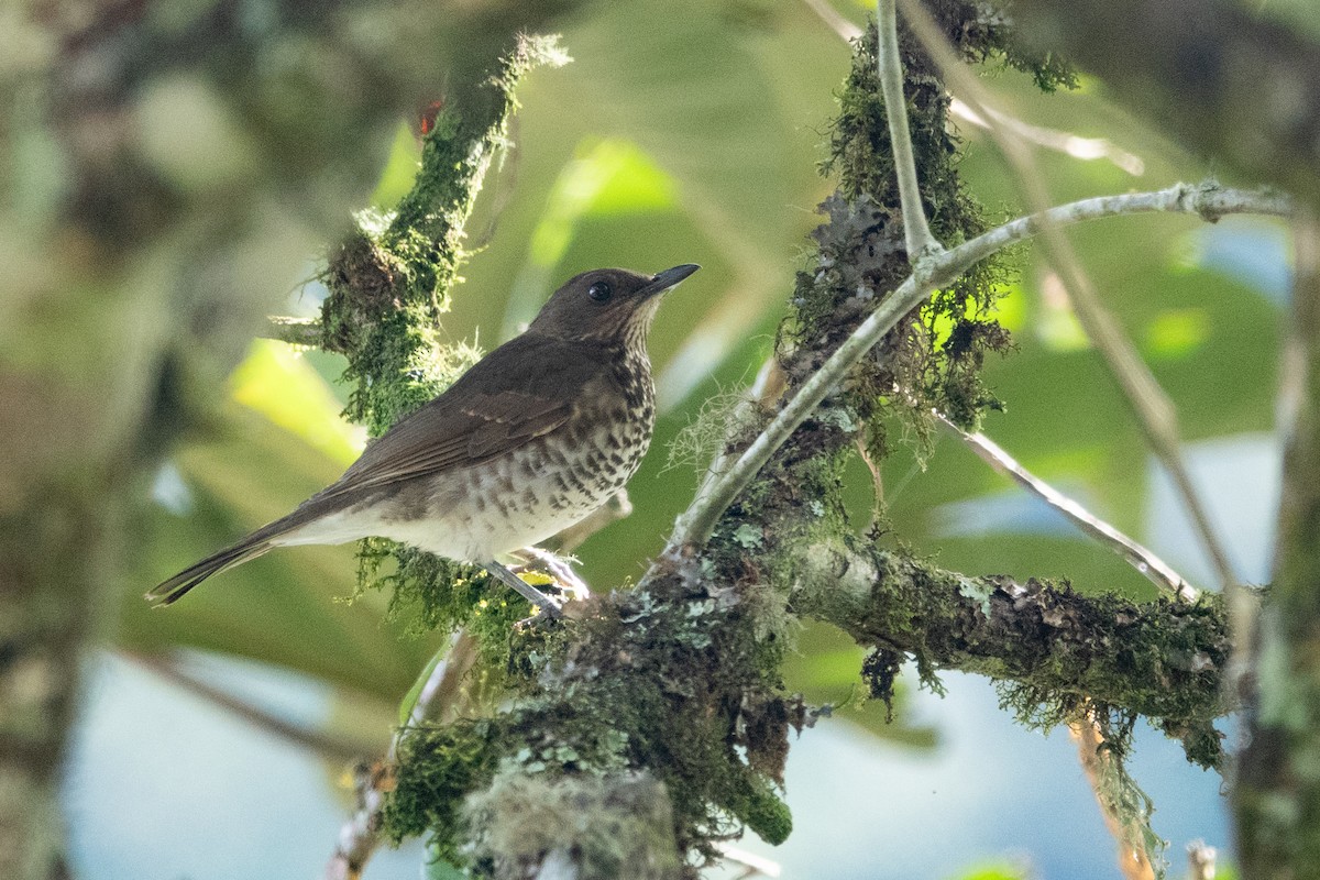 Marañon Thrush - ML643138477