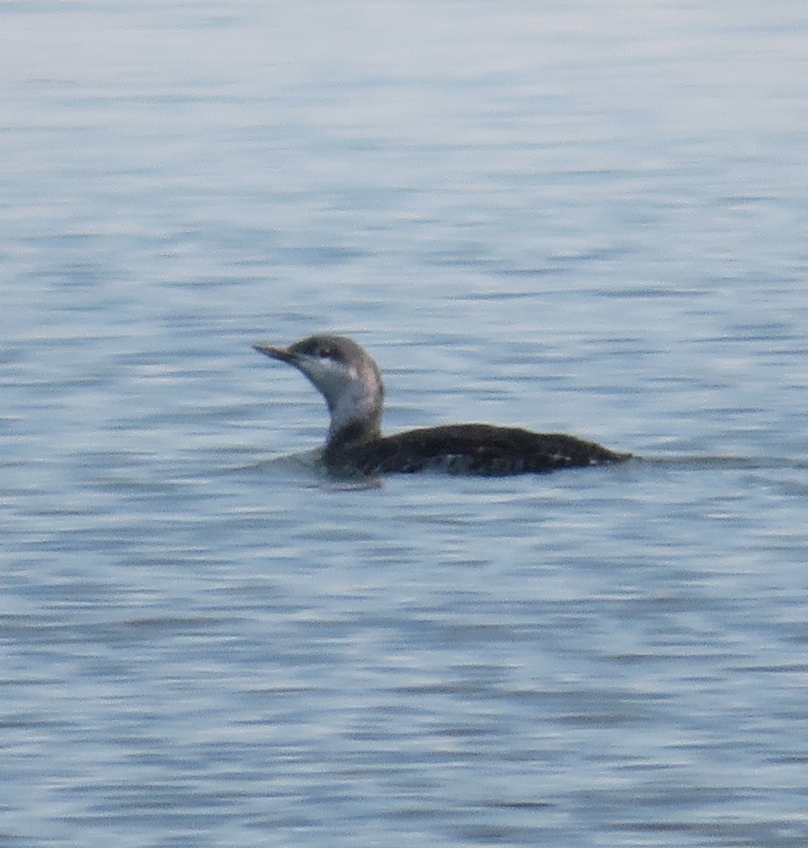 Red-throated Loon - ML643138490