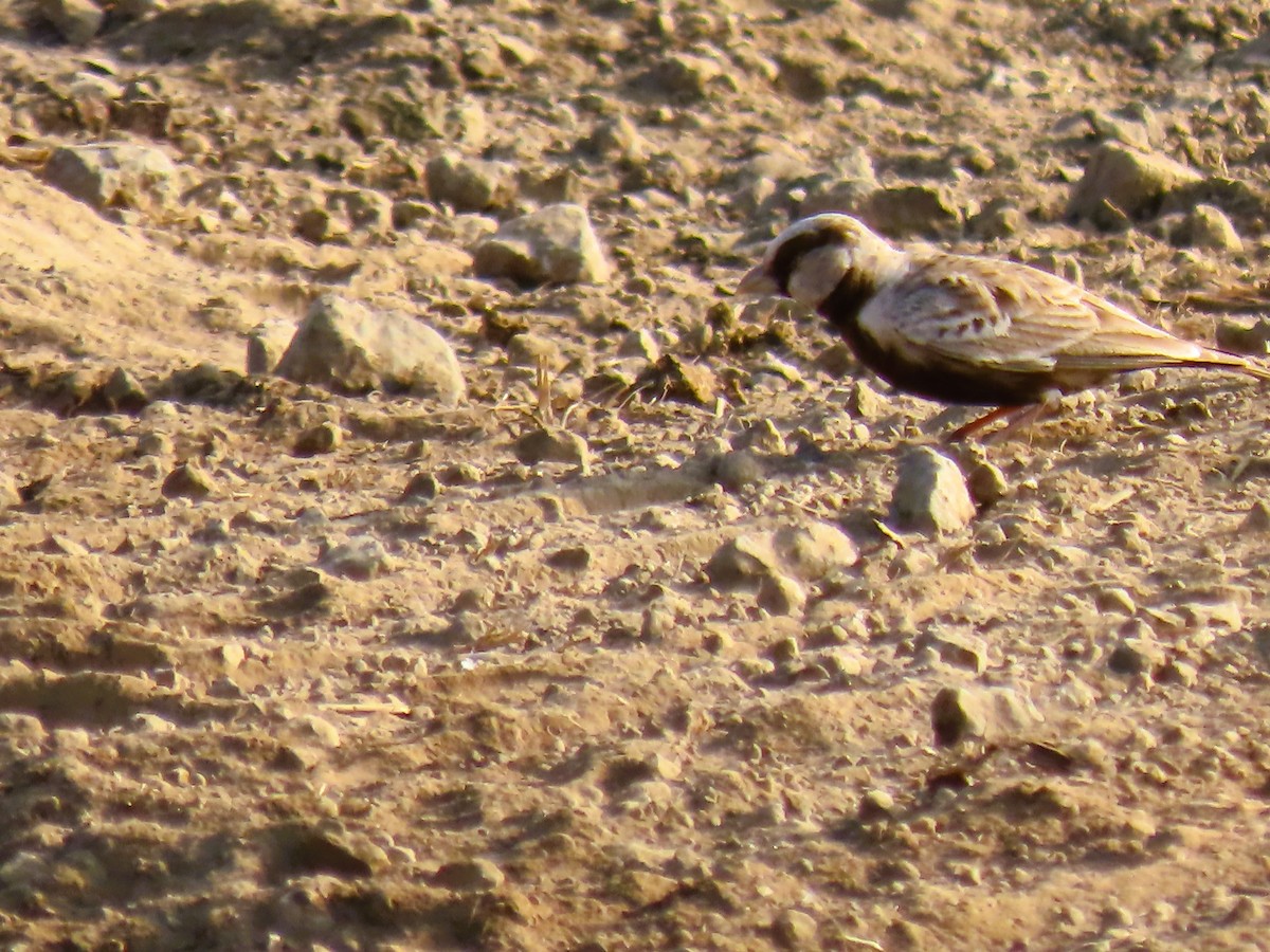 Ashy-crowned Sparrow-Lark - ML643138494