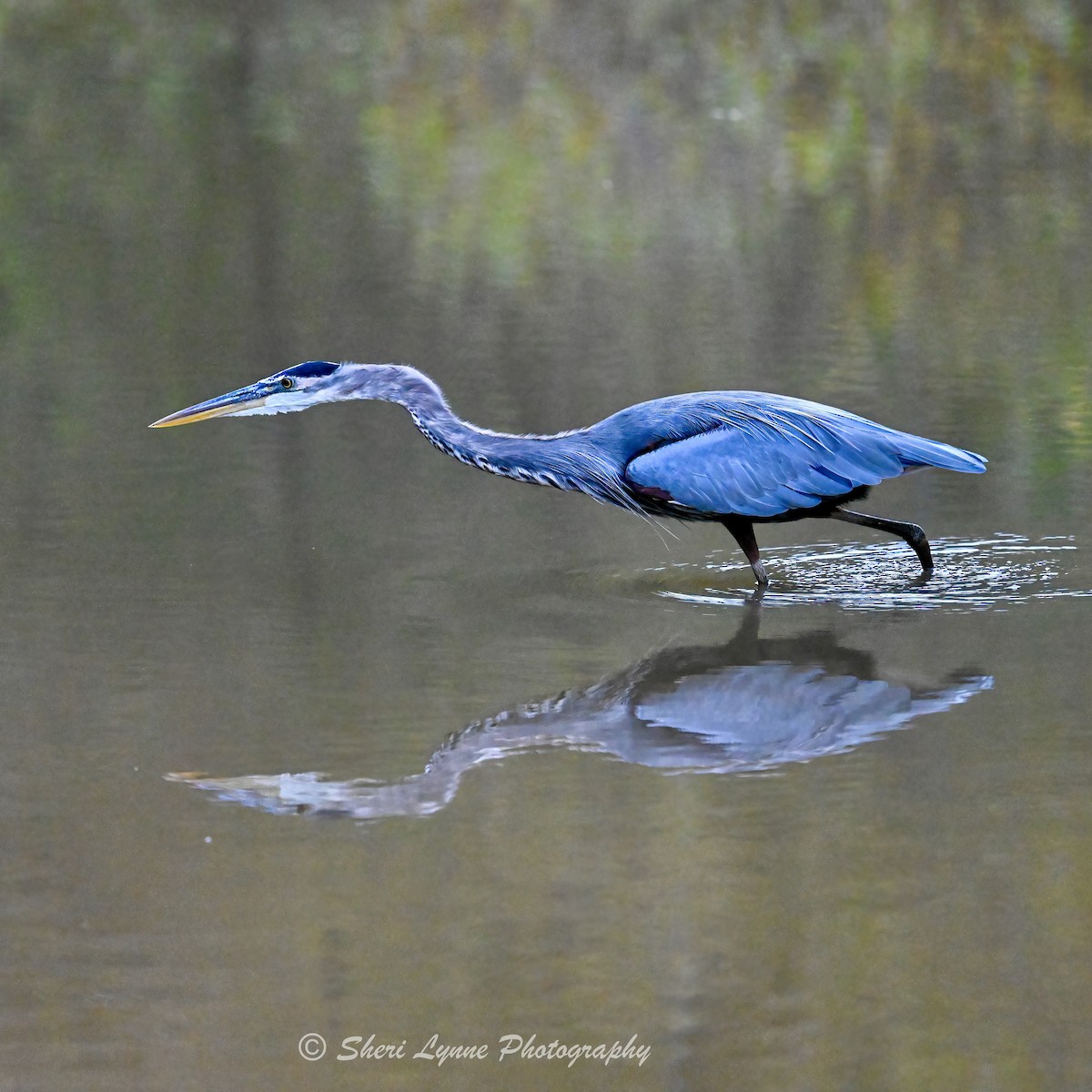 オオアオサギ - ML643138513