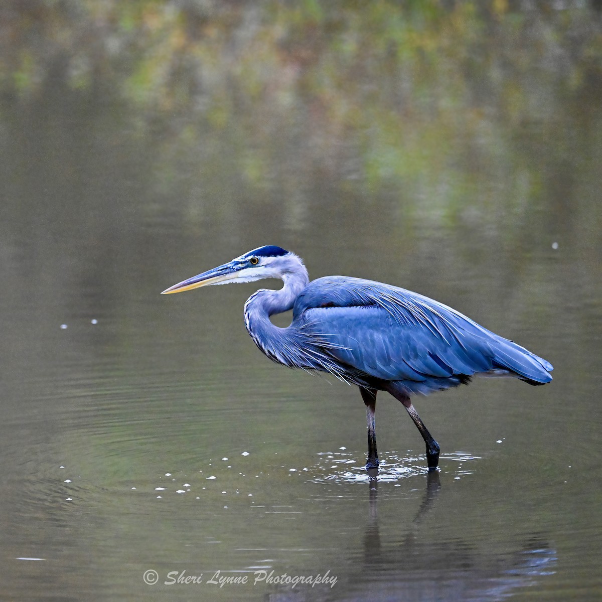 オオアオサギ - ML643138514