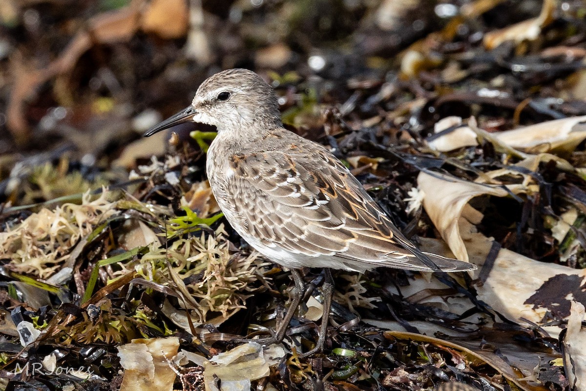 White-rumped Sandpiper - ML643138521