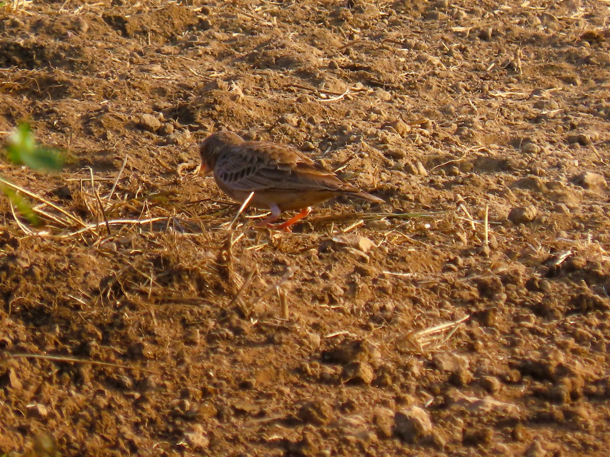 Ashy-crowned Sparrow-Lark - ML643138524