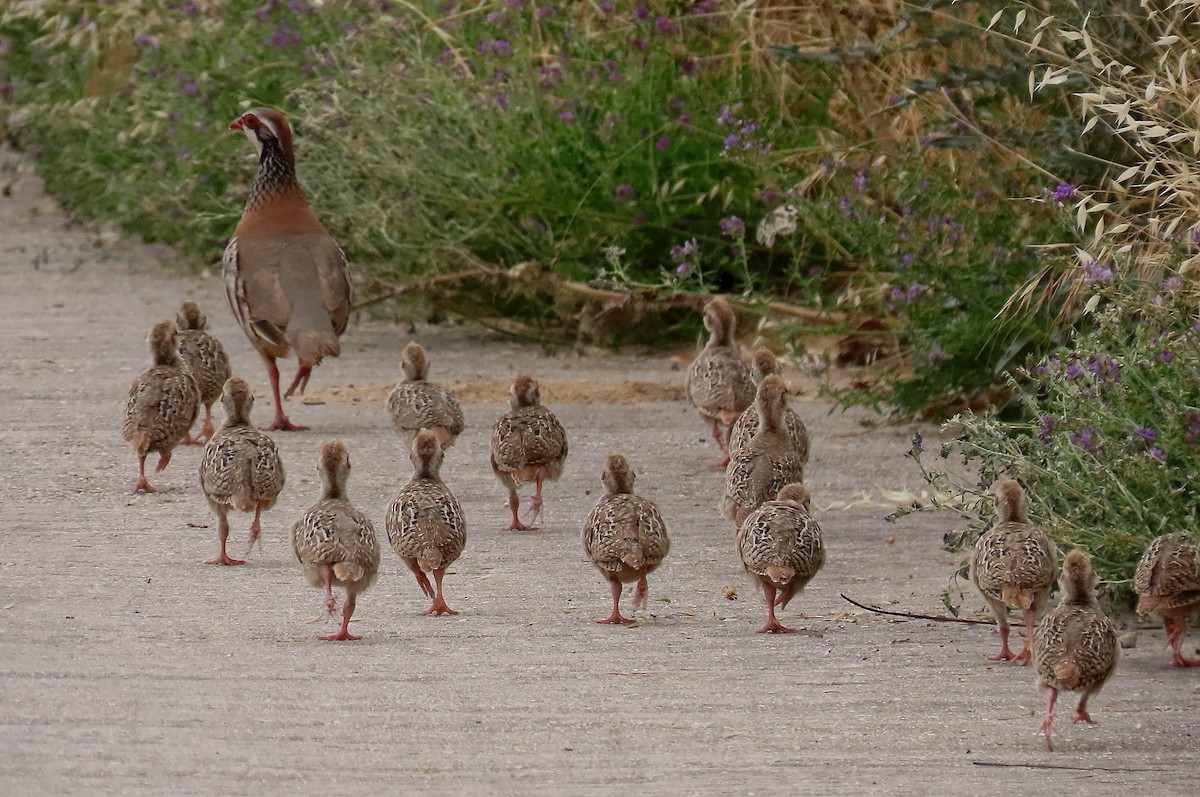 Red-legged Partridge - ML643138526
