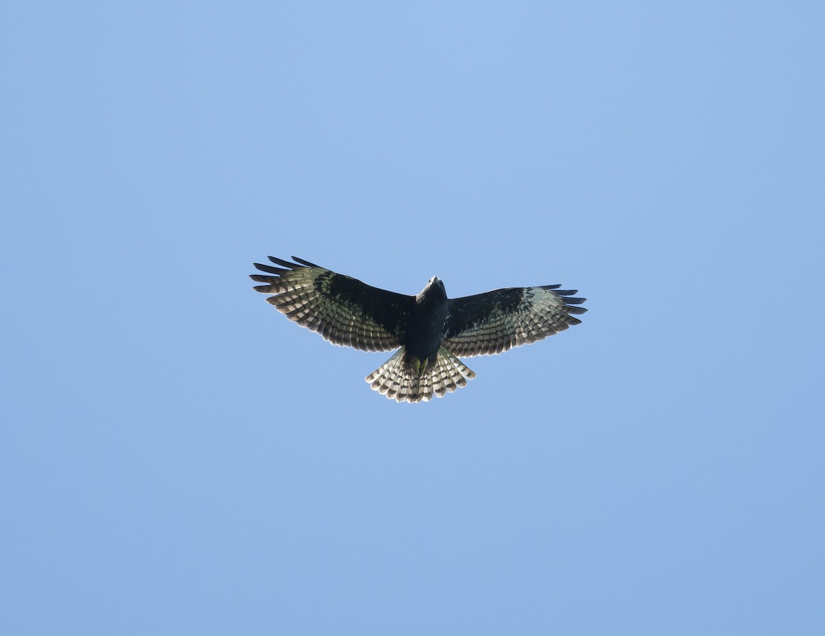 káně krátkoocasá - ML643138529