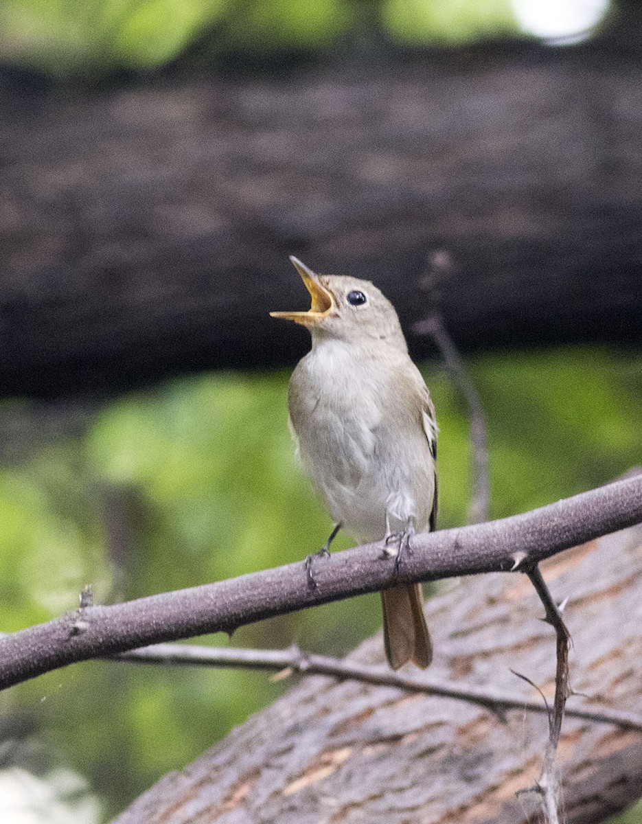 Rusty-tailed Flycatcher - ML643138541