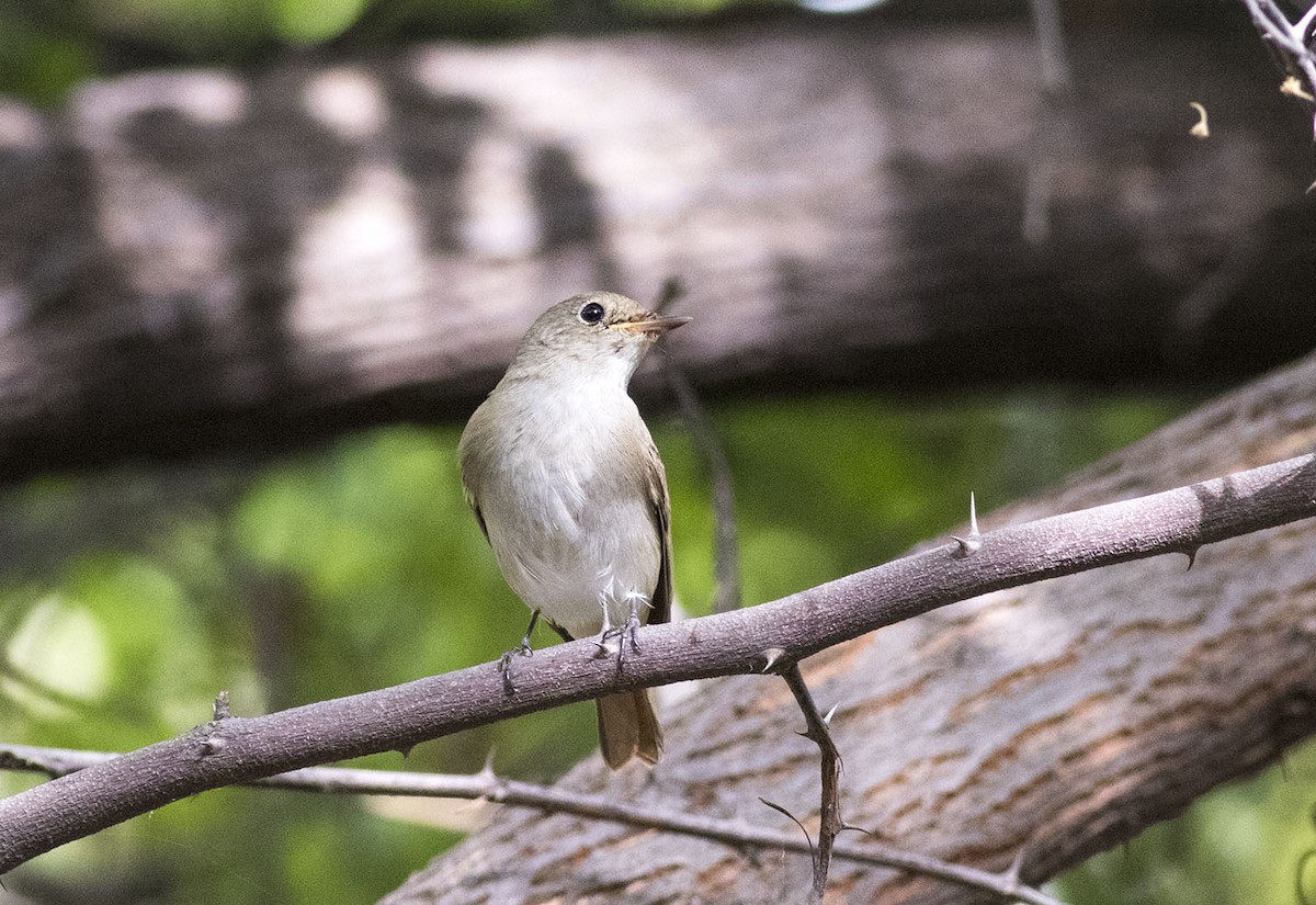 Rusty-tailed Flycatcher - ML643138542