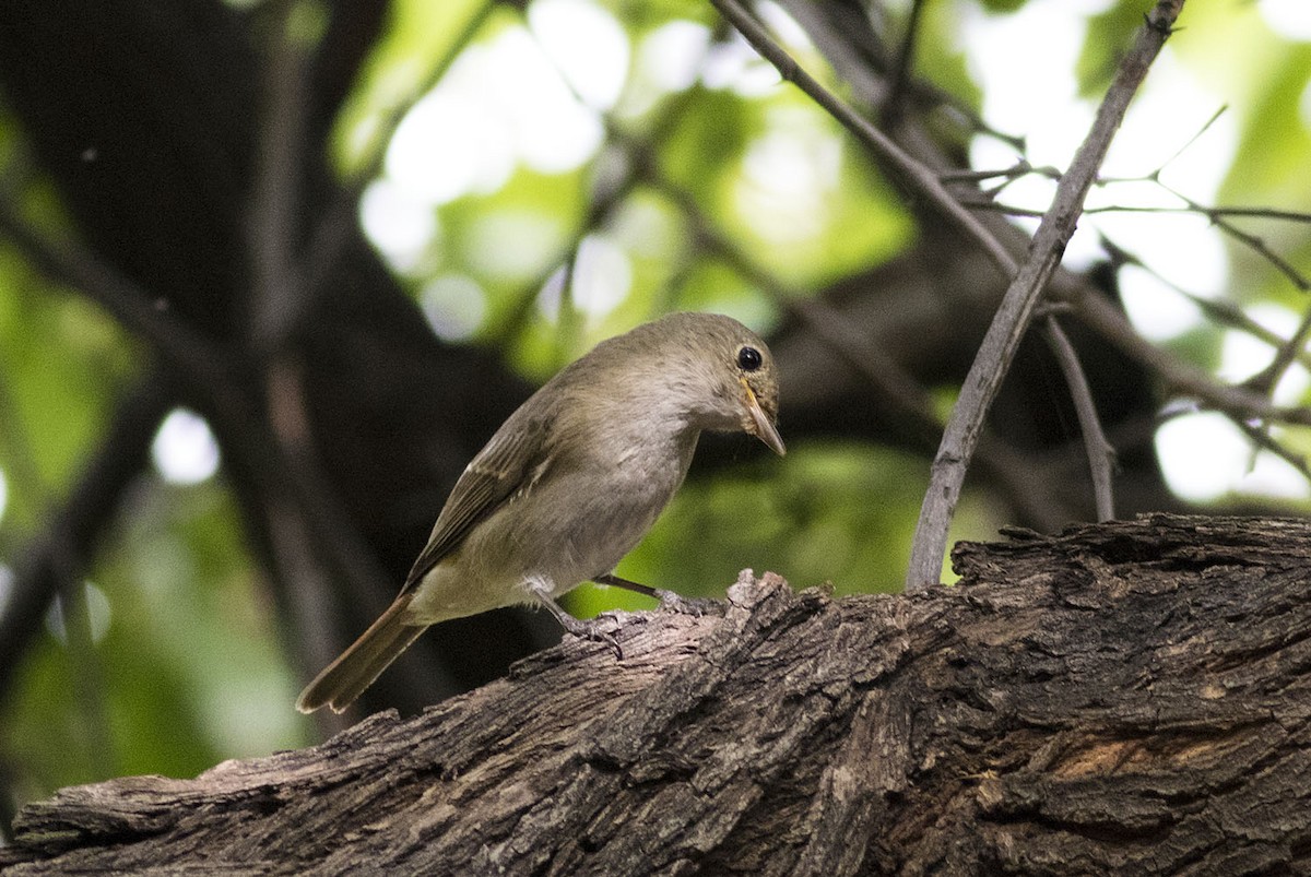 Rusty-tailed Flycatcher - ML643138543