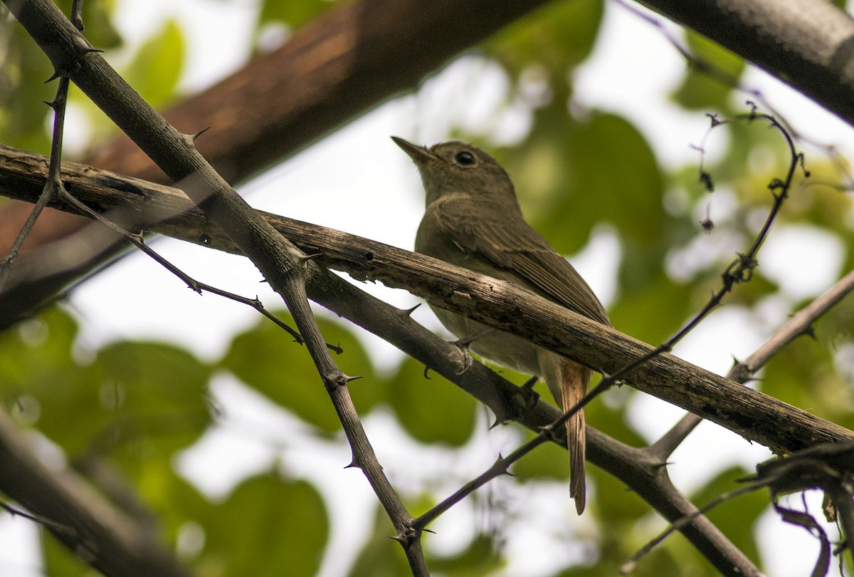 Rusty-tailed Flycatcher - ML643138544
