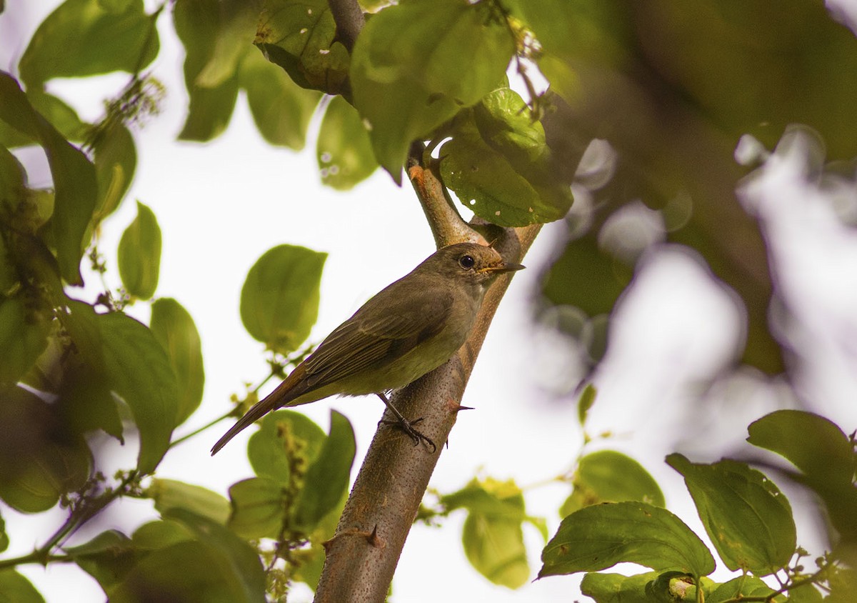Rusty-tailed Flycatcher - ML643138545
