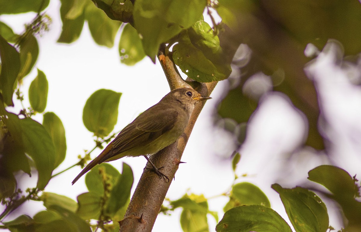 Rusty-tailed Flycatcher - ML643138546