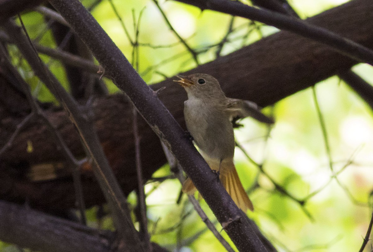 Rusty-tailed Flycatcher - ML643138547