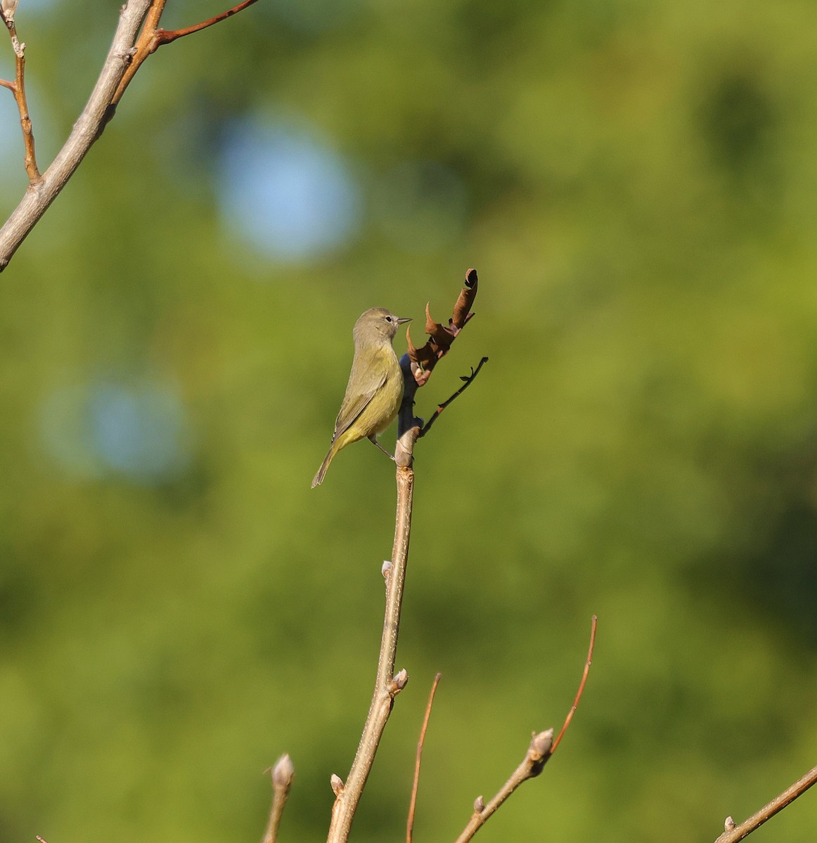 Orange-crowned Warbler - ML643138549
