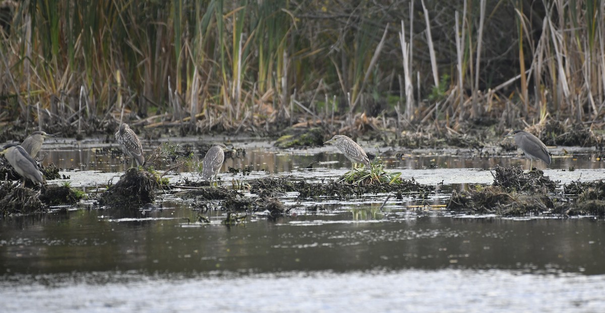 Black-crowned Night Heron - ML643138560