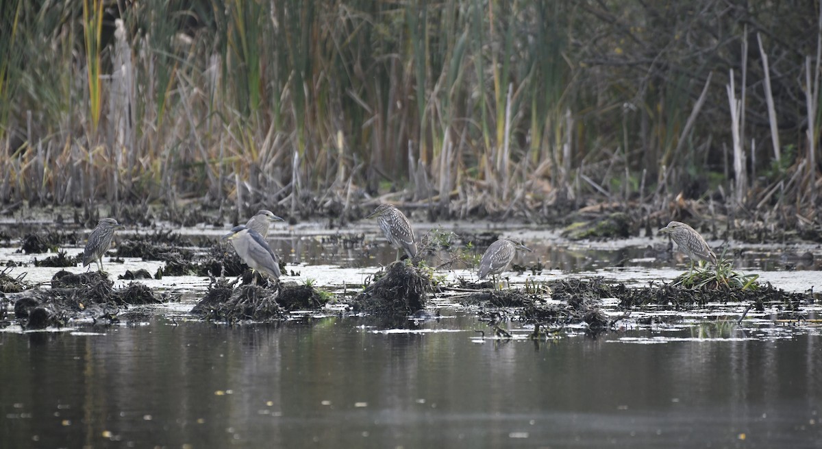 Black-crowned Night Heron - ML643138563
