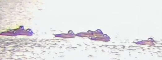 Surf Scoter - ML643138580