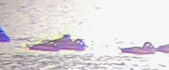 Surf Scoter - ML643138590