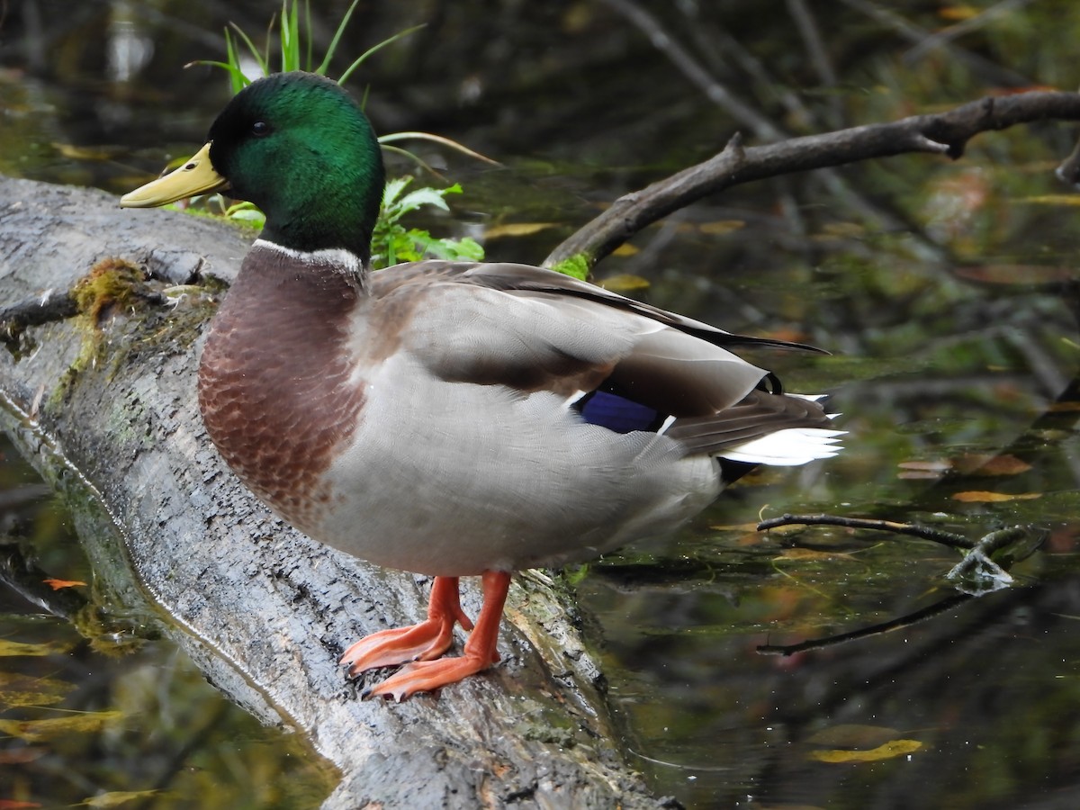 Mallard - ML643138593