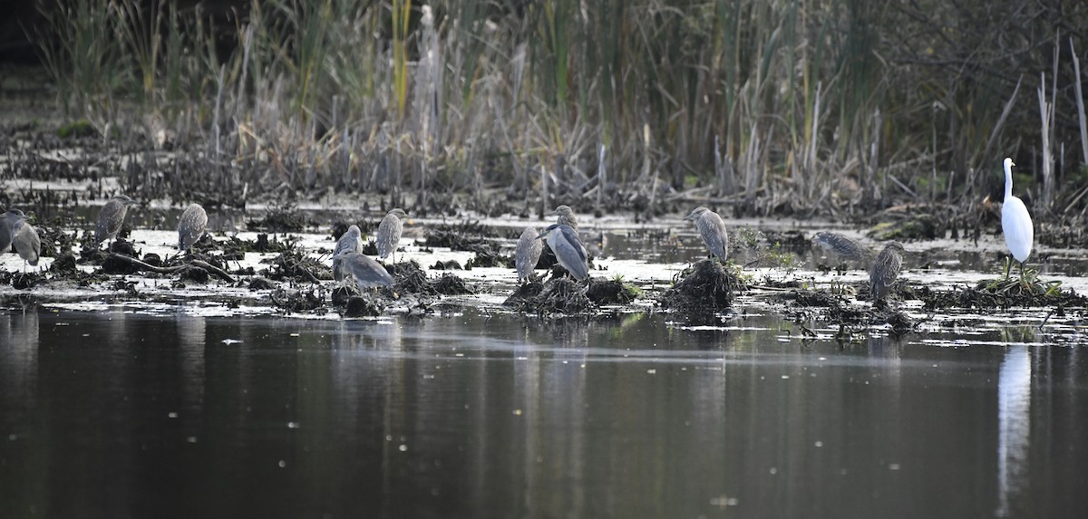 Black-crowned Night Heron - ML643138619