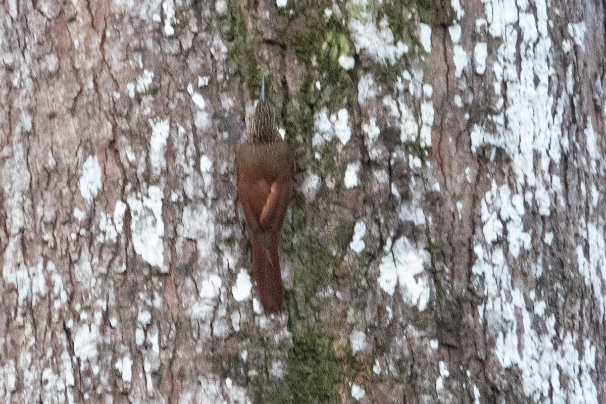 Cocoa Woodcreeper - ML643138621
