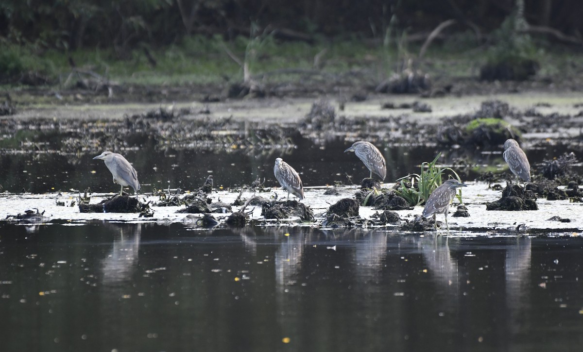Black-crowned Night Heron - ML643138625