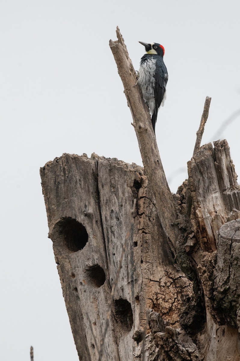 Acorn Woodpecker - ML643138627