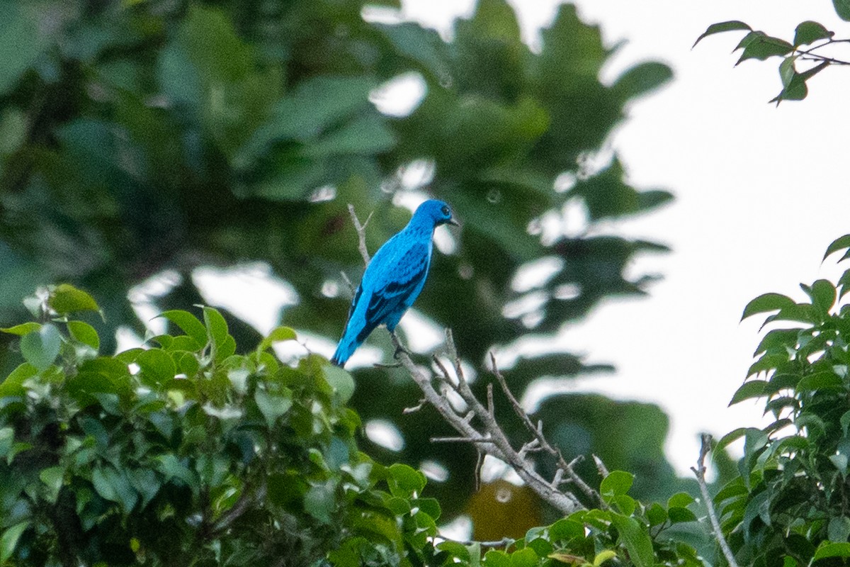 Blue Cotinga - ML643138641