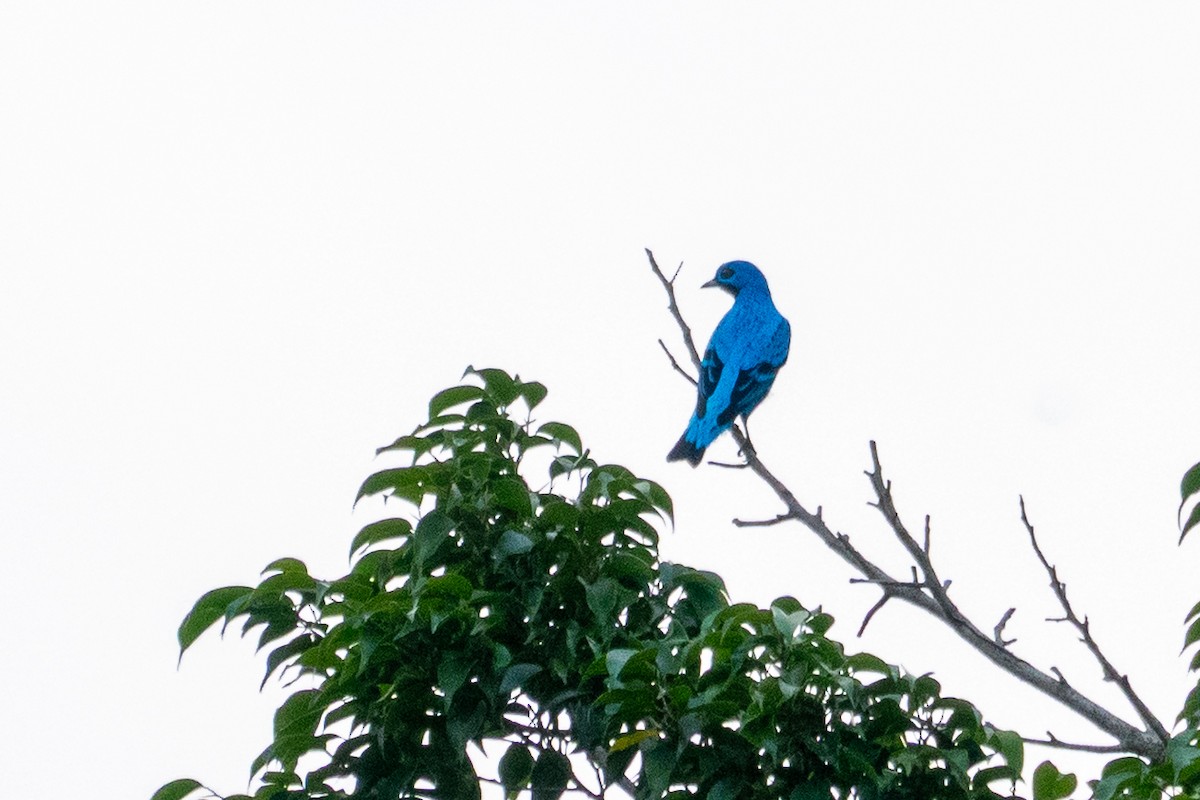 Blue Cotinga - ML643138642