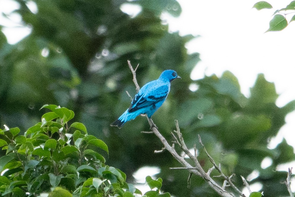 Blue Cotinga - ML643138643
