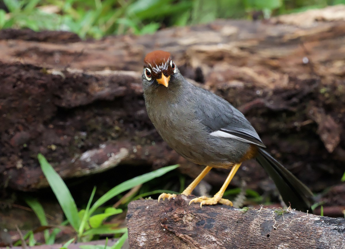 Chestnut-capped Laughingthrush - ML643138644