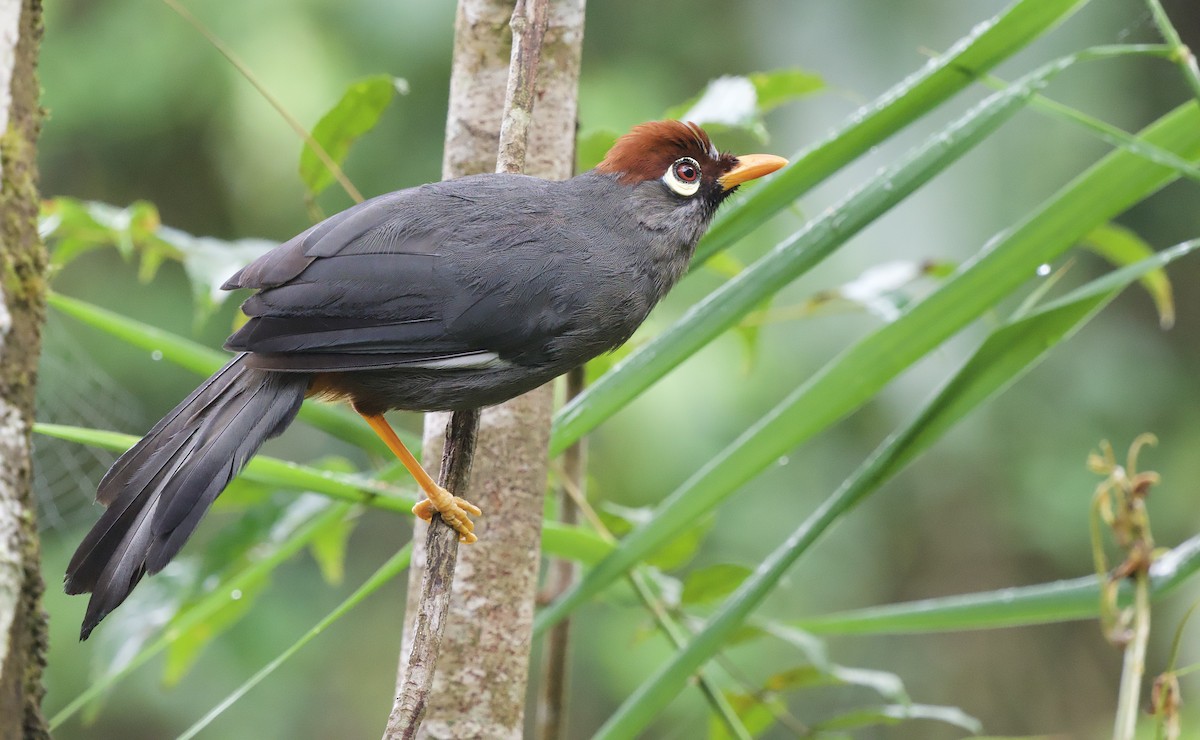 Chestnut-capped Laughingthrush - ML643138645