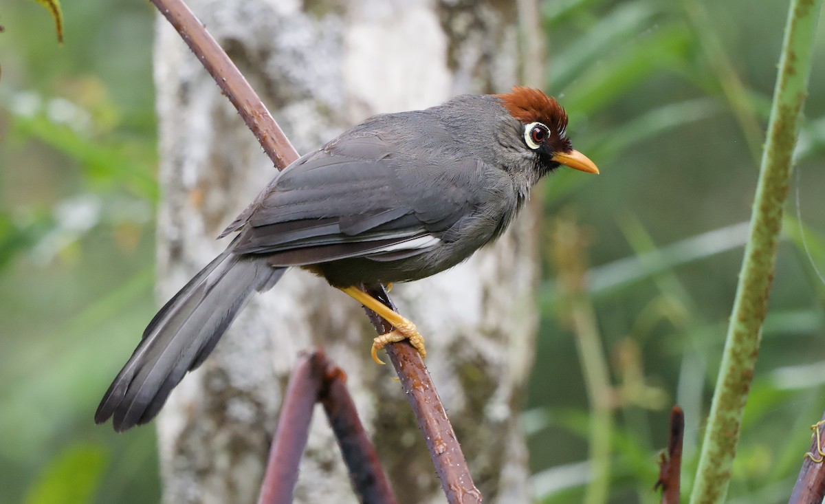 Chestnut-capped Laughingthrush - ML643138646