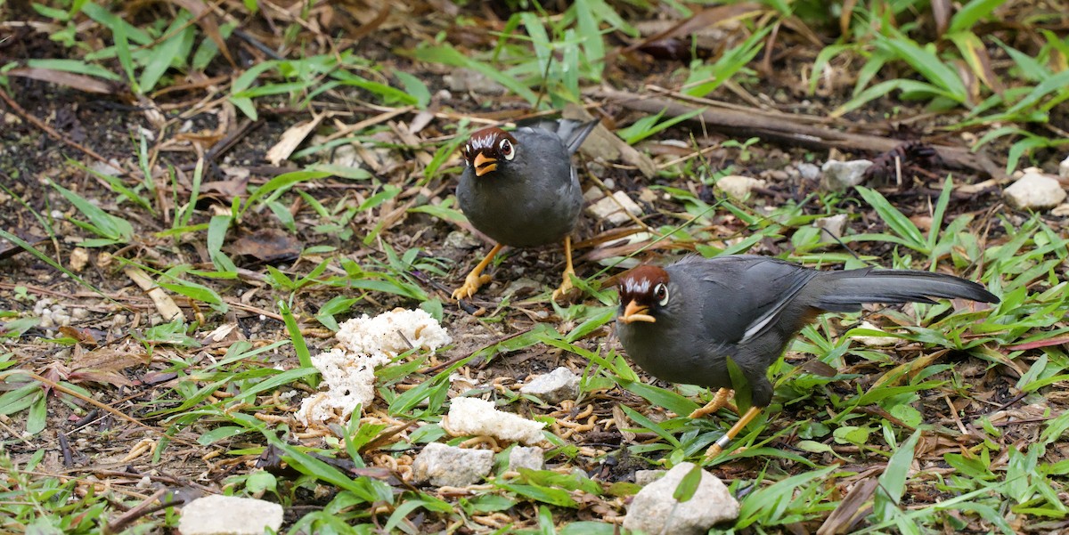 Chestnut-capped Laughingthrush - ML643138647