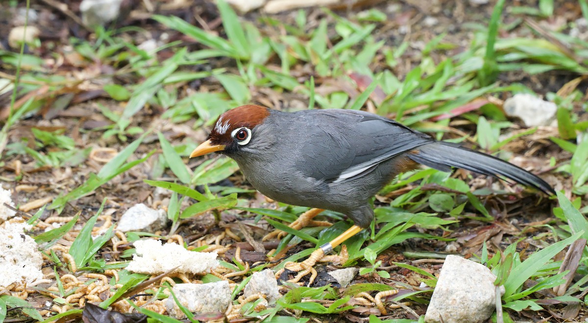 Chestnut-capped Laughingthrush - ML643138648