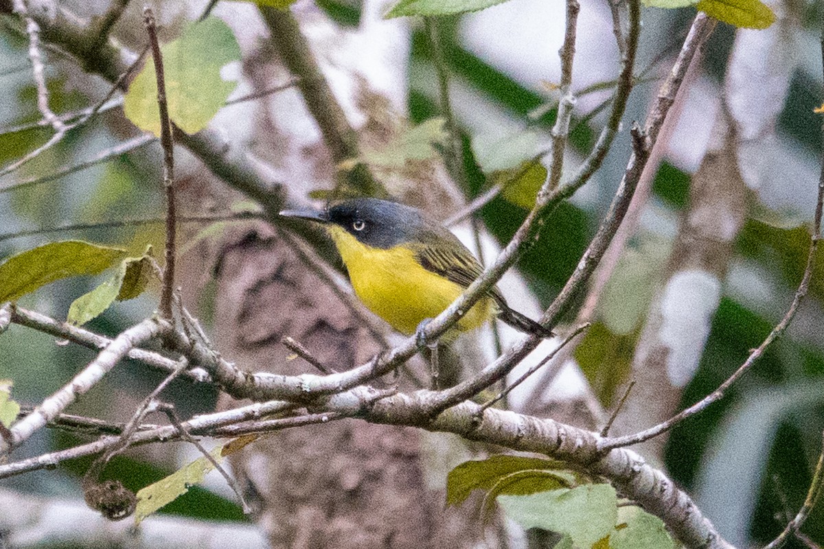 ハシナガタイランチョウ - ML643138683