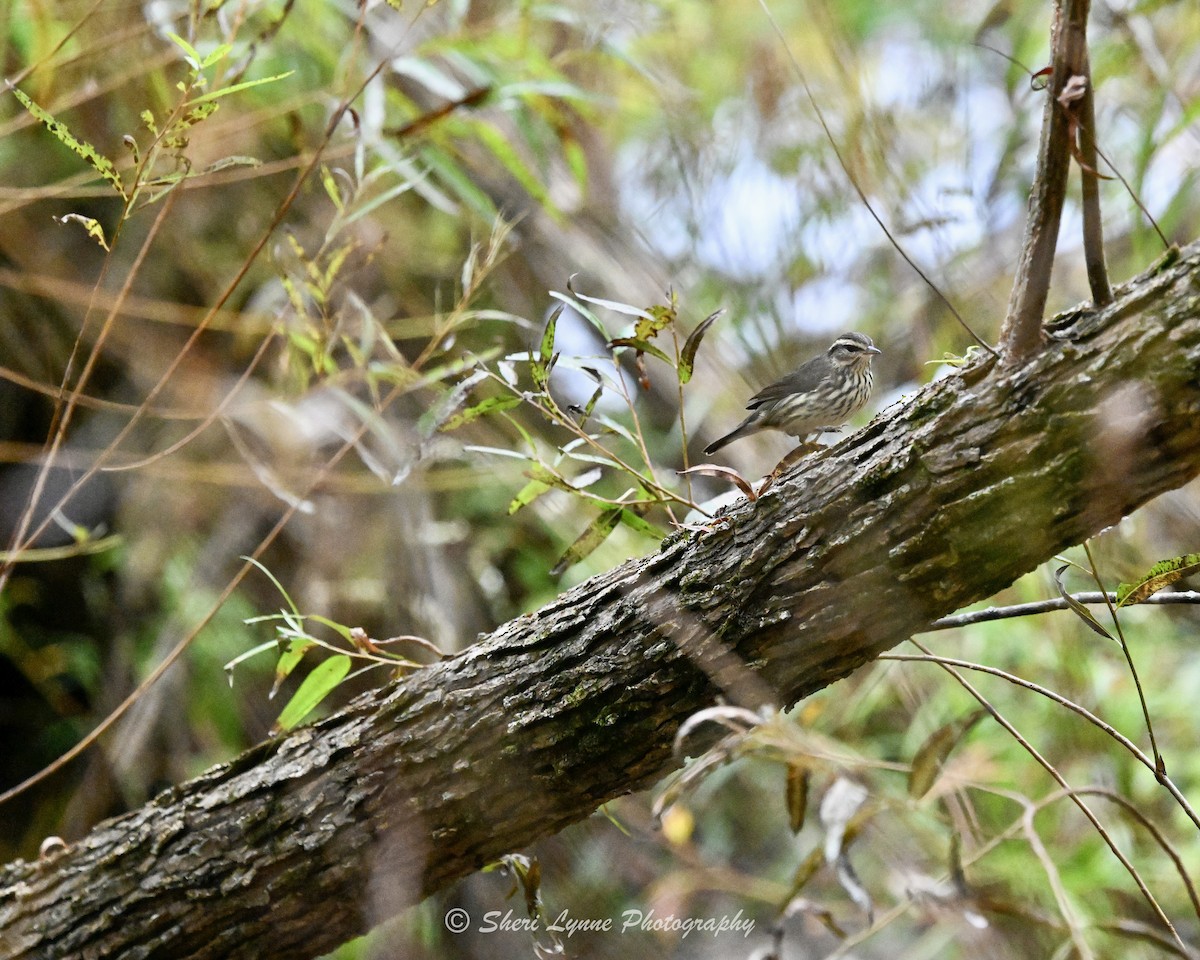 キタミズツグミ - ML643138688
